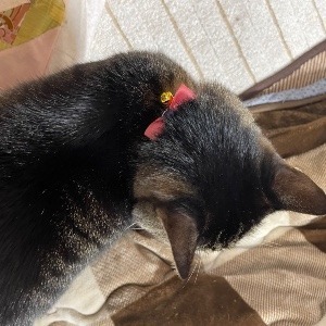 ころころコロリン